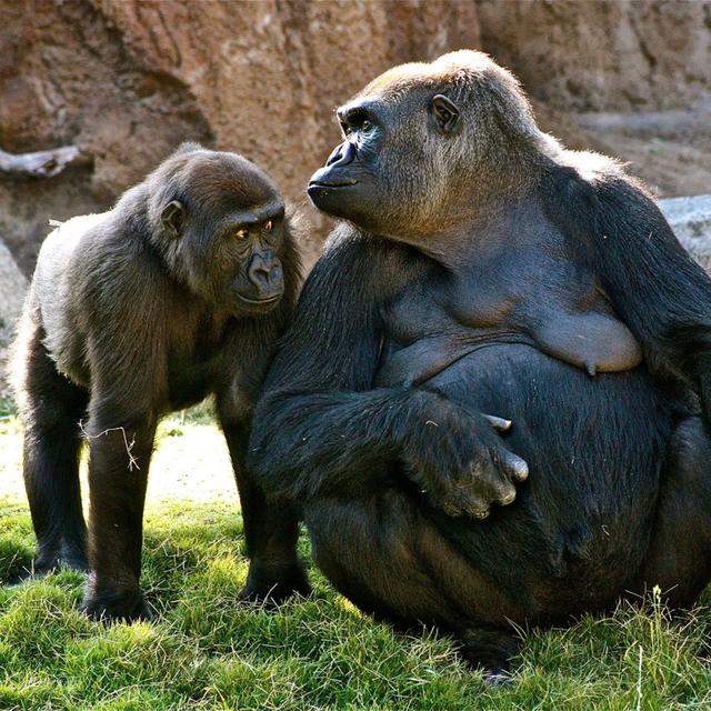 Cosmic Queries: Primatology - podcast episode cover