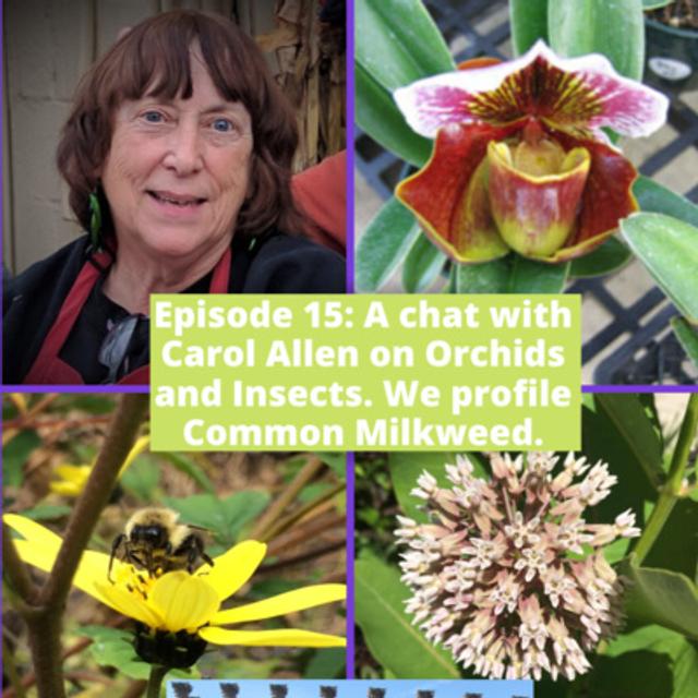 Orchids, Insects, and Hummingbirds - podcast episode cover