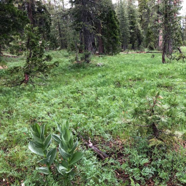 Bonus! Walking In Light Rain Through Forest and Meadows - podcast episode cover
