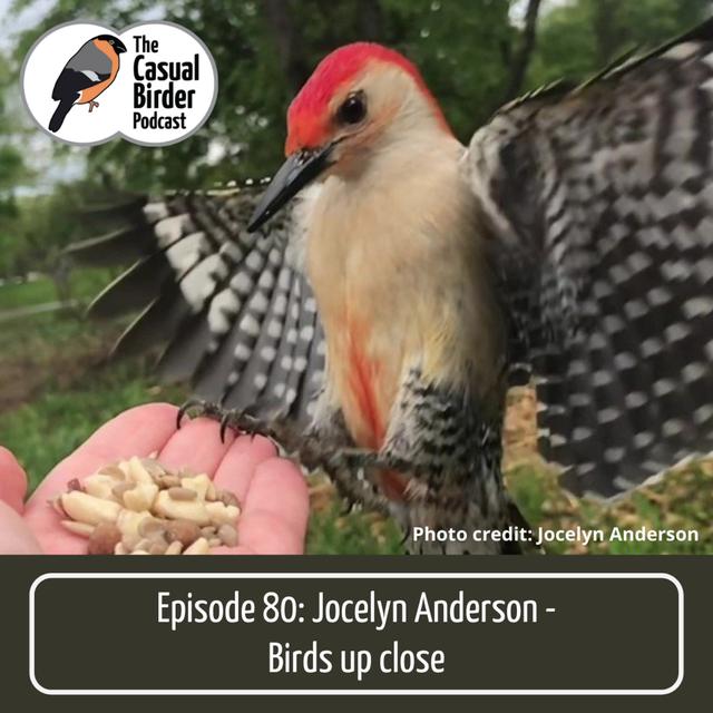 #80 Jocelyn Anderson - Birds up close - podcast episode cover