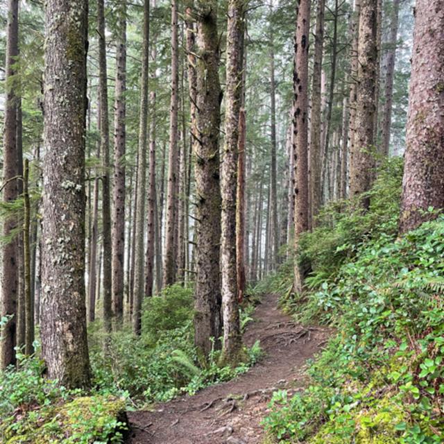 Ep. 19 - BALANCE: Plant a new forest - podcast episode cover