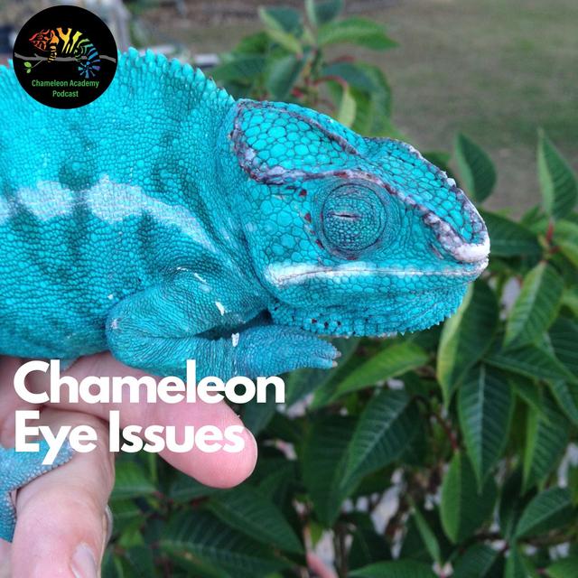 Chameleon Eye Issues - podcast episode cover