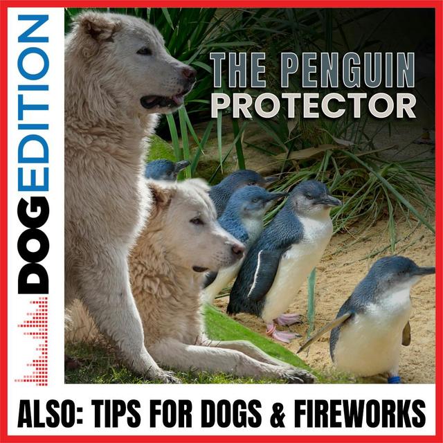 The Penguin Protectors | Tips for Dogs & Fireworks | Dog Edition #24 - podcast episode cover
