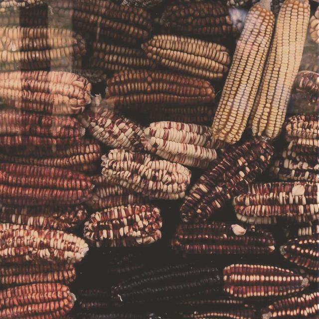 SEFRA ALEXANDRA on Seed Remembrance /142 - podcast episode cover
