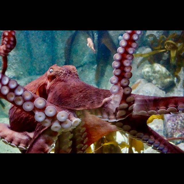 Episode 352: Giant Pacific Octopus Astounds - podcast episode cover