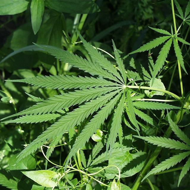 Taking a Hit with Dr. Staci Gruber and Ricky Williams - podcast episode cover