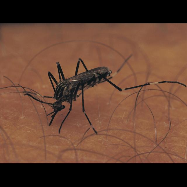 Sometimes Mosquitoes Are Just Thirsty - podcast episode cover