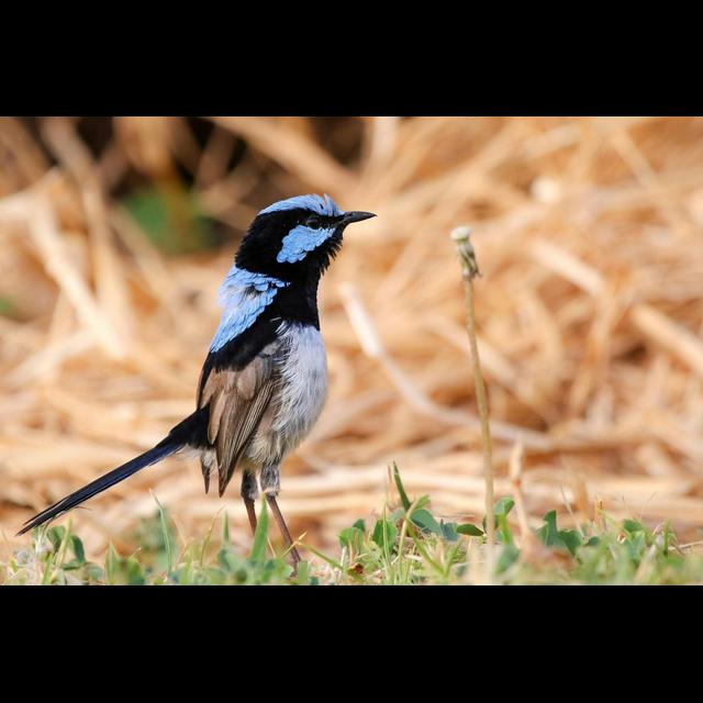 Birds Learn Safety from Other Kinds of Birds - podcast episode cover