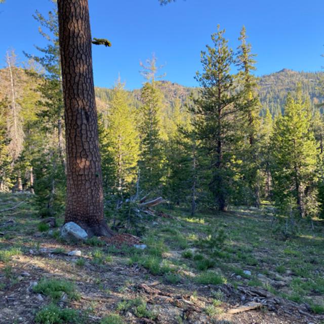 144- Tree Ears- Dawn Chorus In The Valley Of The North Fork Of The Sacramento River - podcast episode cover