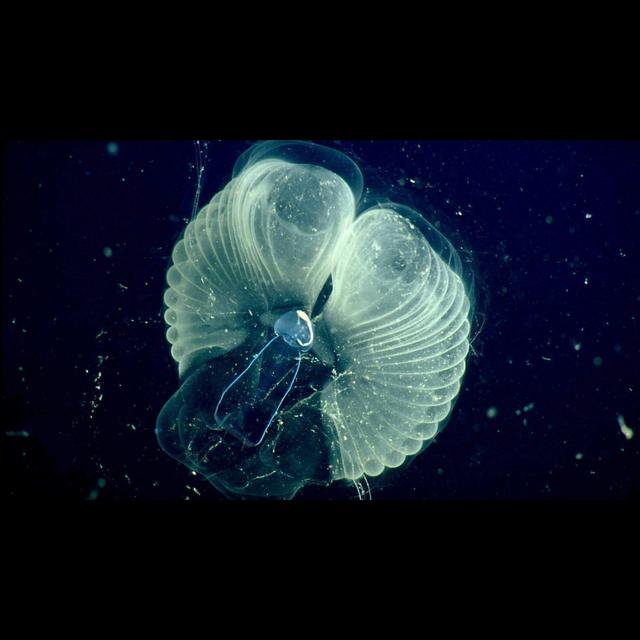 'Snot Palaces' Reveal Undersea Creature Secrets - podcast episode cover