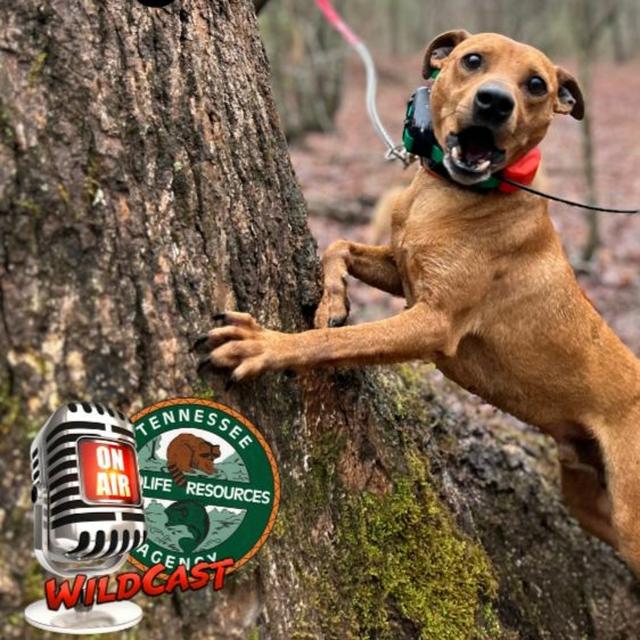 TW 384 - Squirrel Dog Tales - podcast episode cover