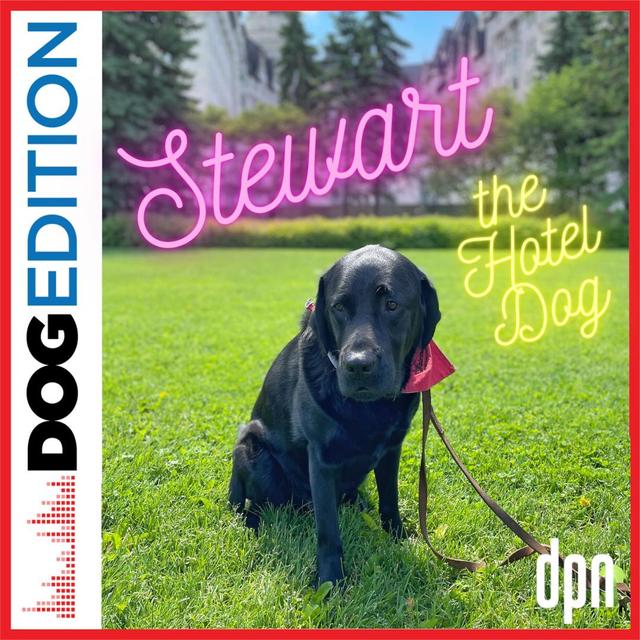 Stewart the Hotel Dog | Dog Edition #59 - podcast episode cover