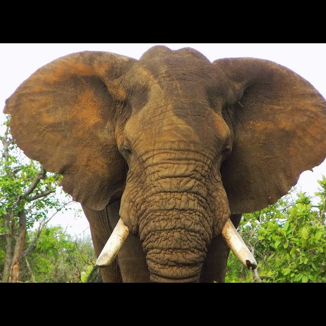 Episode 122: Awed by African Elephants - podcast episode cover