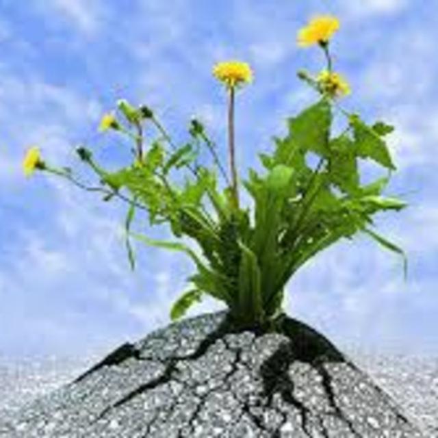 Developing Resiliency - podcast episode cover
