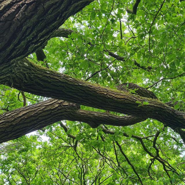 273 Sunset fields and oak trees - spring in Shropshire - podcast episode cover