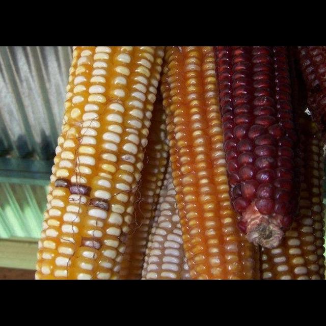 Corn Variety Grabs Fertilizer from the Air - podcast episode cover
