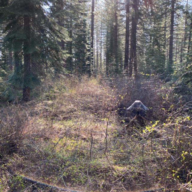 138: Dawn Chorus In The Forest Near White Deer Lake - podcast episode cover