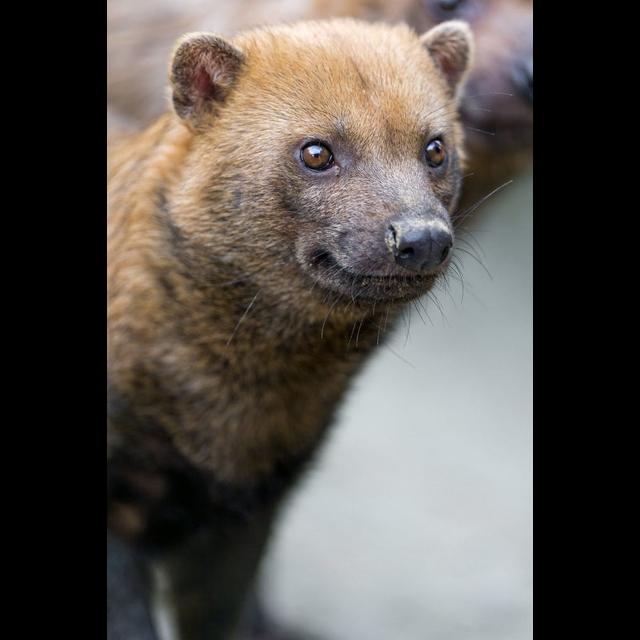 Episode 303: Bush Dog Researchers Dr. Karen DeMatteo & Alice Clark - podcast episode cover