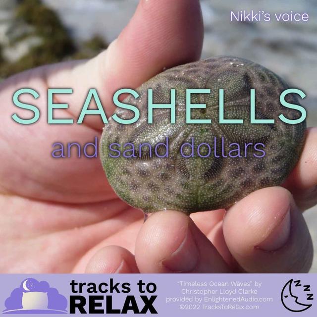 Seashell and Sand Dollars - Explore the ocean shore while you go to sleep - podcast episode cover