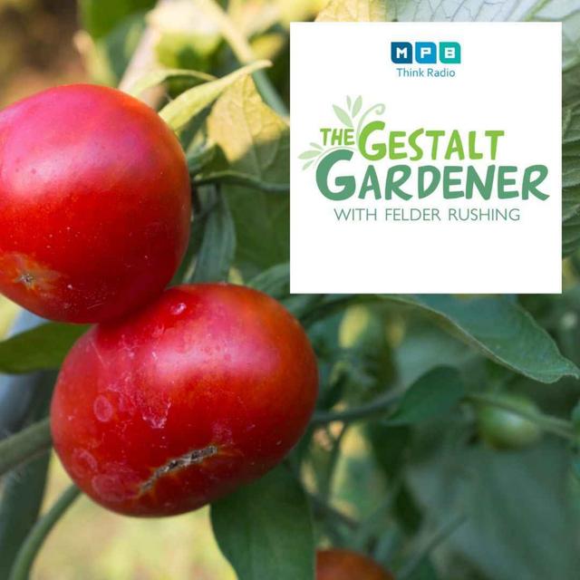 The Gestalt Gardener | Tomato Sugar - podcast episode cover