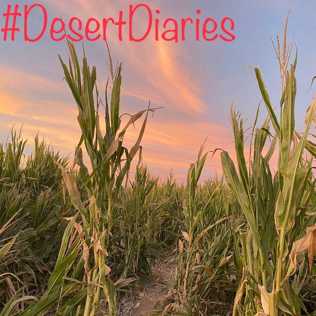 Children of the corn and funny shaped cake. - podcast episode cover