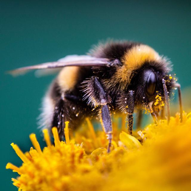 Exploring the Mind of a Bee - podcast episode cover