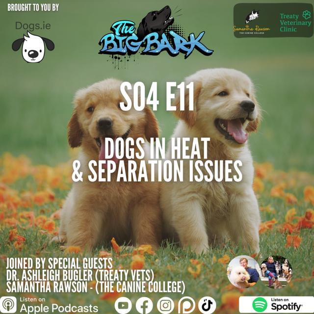 The Big Bark - S04 E11 Episode #71 Tis the season: Dogs in Heat & Separation issues - podcast episode cover
