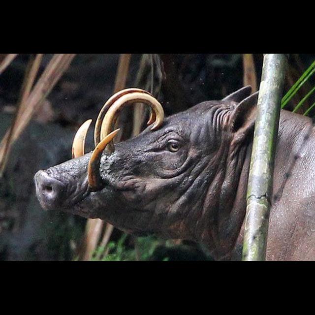 Episode 283: Ba Ba Ba...Babirusa - podcast episode cover