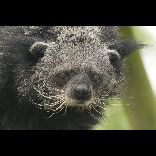 Episode 277: Bear Cats, aka the Binturong - podcast episode cover