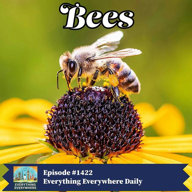 The Wonderful World of Bees - podcast episode cover