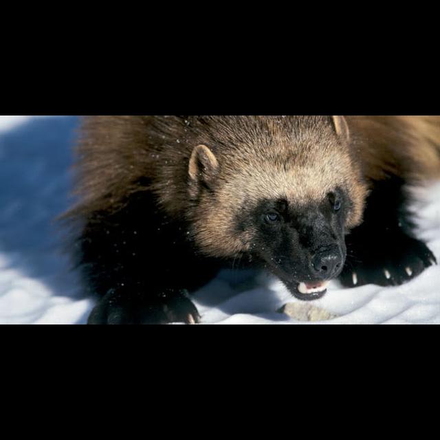 Ep 155 - Playing with a Pet Wolverine? - podcast episode cover
