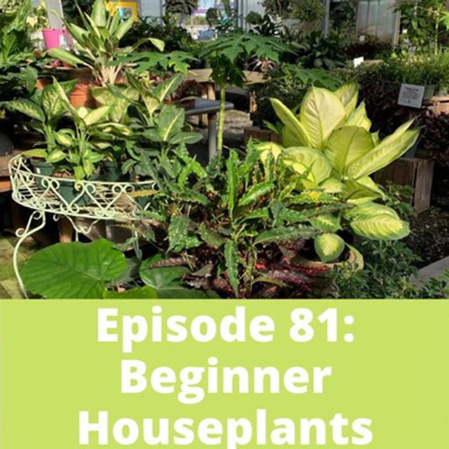 Beginner Houseplants - podcast episode cover