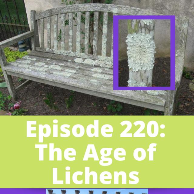 The Age of Lichens - podcast episode cover