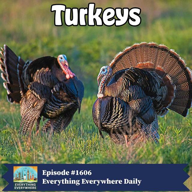 The North American Turkey (Encore) - podcast episode cover