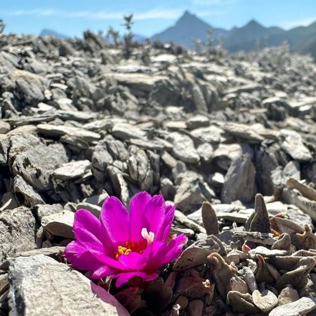 Nuevo León & Tamaulipas Cactus Blitz - podcast episode cover
