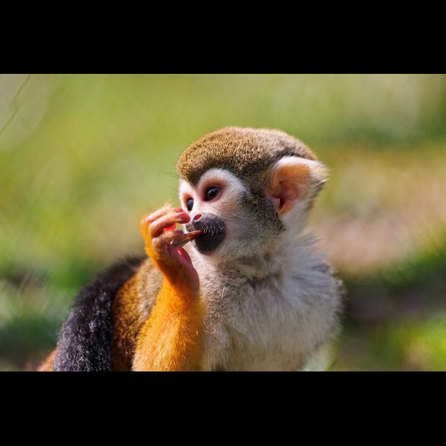 Squirrel Monkeys on the Edge - podcast episode cover