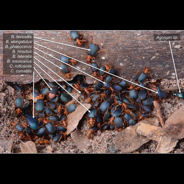 Daylight Brings Toxic Beetles Together for Safety - podcast episode cover