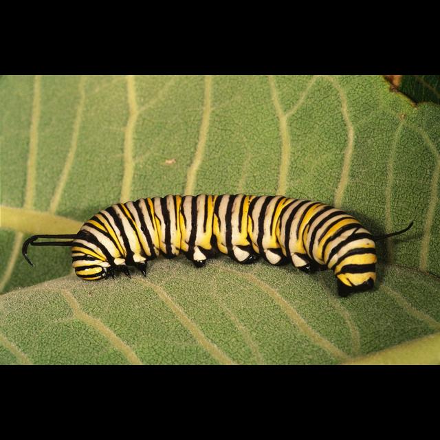 Rising CO2 Means Monarch Butterfly Bellyaches - podcast episode cover