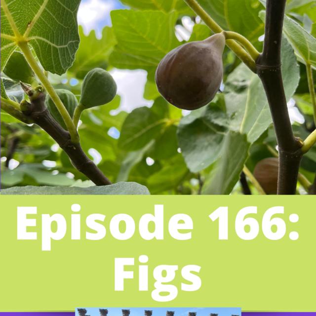 Figs - podcast episode cover