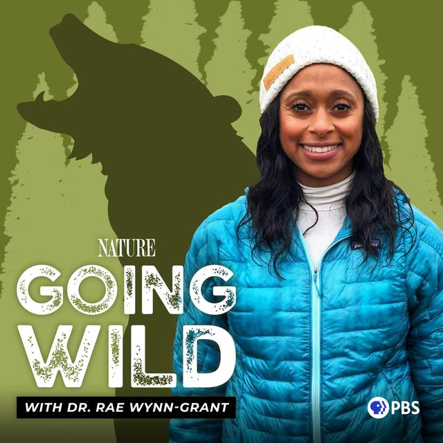 Who Killed This Bear? - podcast episode cover