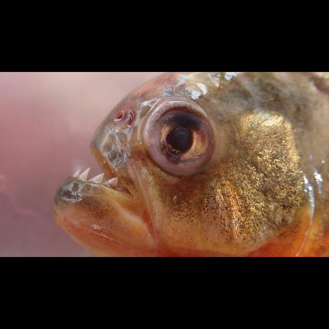 Singing Fish Reveal Underwater Battles in the Amazon - podcast episode cover