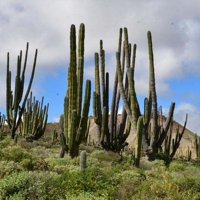 Baja  Buckwheats, Railroad Stories & Prosopidastrum - podcast episode cover