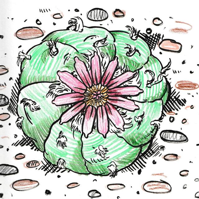 Peyote Ceremony & Esenbeckia - podcast episode cover