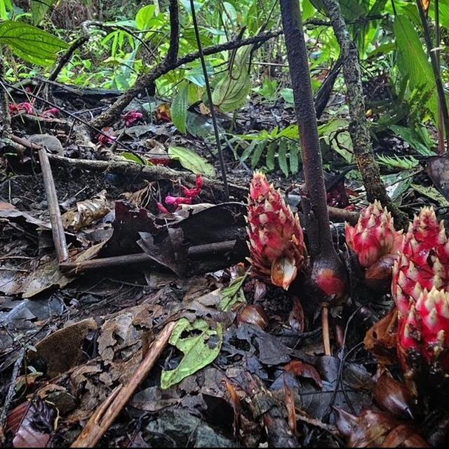 Philippines Botany, East Texas Yucca Pollination, etc w/Adam Black - podcast episode cover