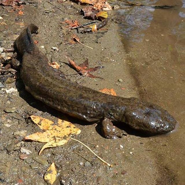 TW 290 - Restoring Snot Otters In Tennessee - podcast episode cover