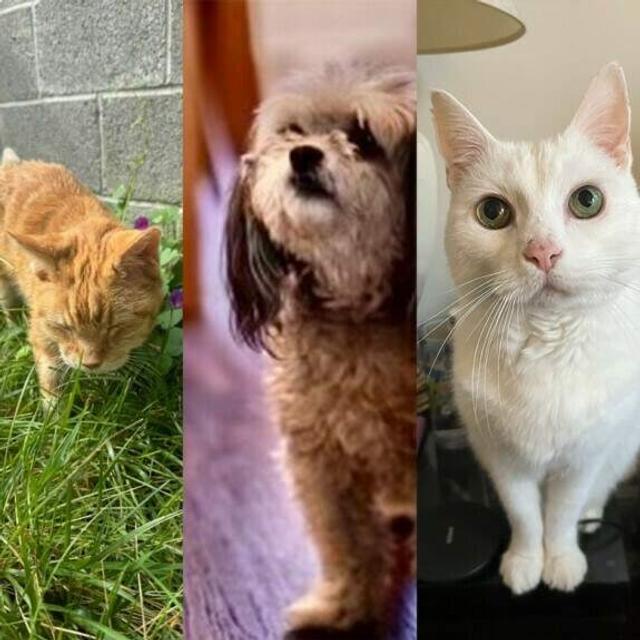 How Much Grace Do We Offer Those Grieving Pet Deaths? - podcast episode cover