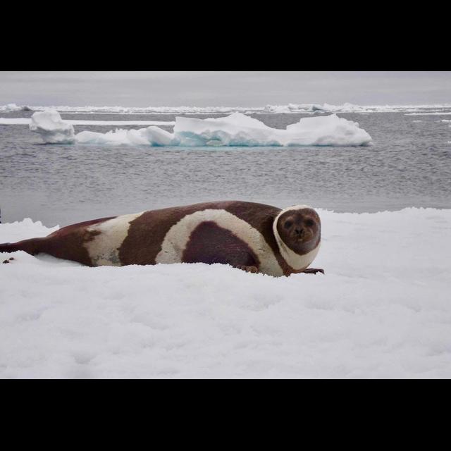 Marine Mammal Epidemic Linked to Climate Change - podcast episode cover