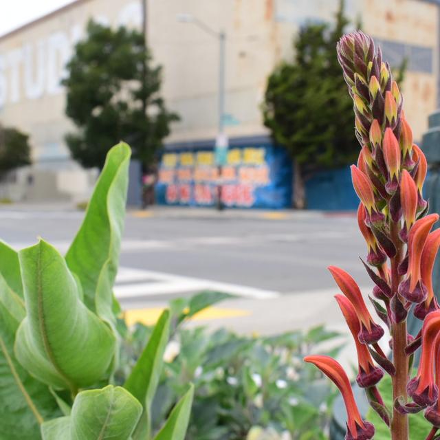 Illegal Garden Meets a Karen, Random Rants, Monarch Migration, etc - podcast episode cover