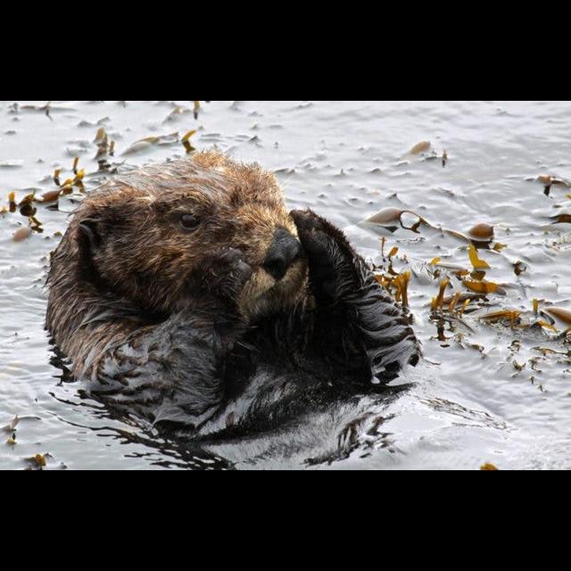 Episode 208: Sweet & Salty: Sea Otters - podcast episode cover