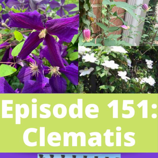 Clematis - podcast episode cover